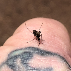 Aedes notoscriptus