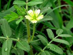 Tribulus terrestris image