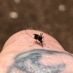 Aedes notoscriptus
