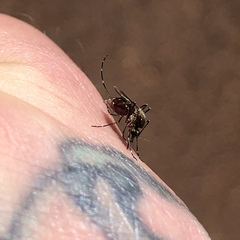 Aedes notoscriptus