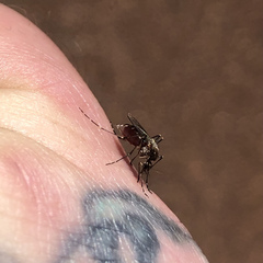Aedes notoscriptus
