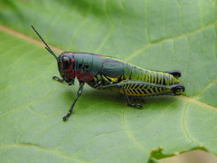 Aztecacris laevis