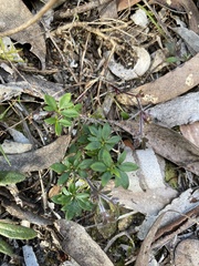 Xanthosia