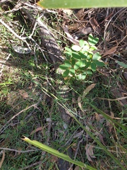 Senna pendula glabrata