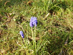 Muscari