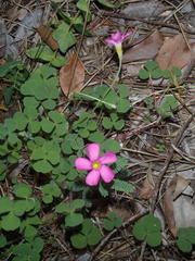 Oxalis imbricata violacea