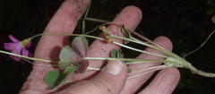 Oxalis imbricata violacea