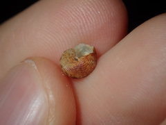 Eurytrochus strangei