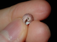 Cantharidella picturata