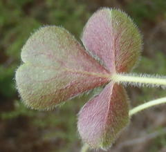 Oxalis imbricata violacea