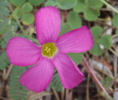 Oxalis imbricata violacea