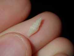 Guraleus tasmanicus
