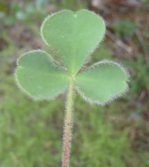 Oxalis imbricata violacea