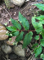 Begonia semiovata image