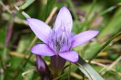 Gentianella austriaca