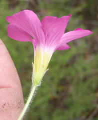 Oxalis imbricata violacea