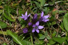 Gentianella austriaca