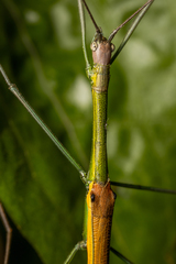 Paramarmessoidea