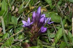 Gentianella austriaca