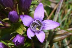 Gentianella austriaca