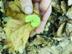 Cimbex femoratus