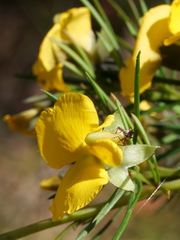 Meriphus guttatus