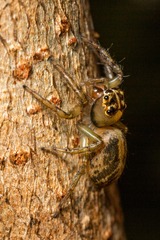 Colyttus