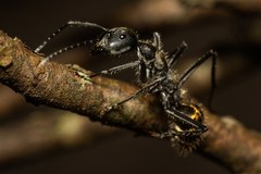 Camponotus auriventris