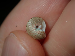 Eurytrochus strangei