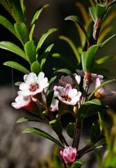 Thryptomene calycina