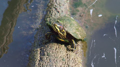 Trachemys scripta troostii