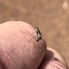 Aedes camptorhynchus