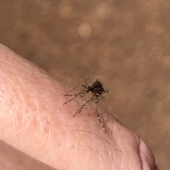 Aedes camptorhynchus