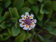 Phyla nodiflora nodiflora