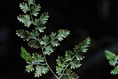 Lygodium japonicum