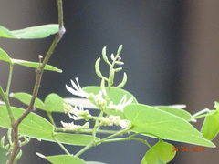 Bauhinia racemosa