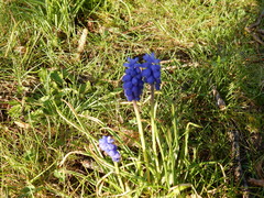 Muscari