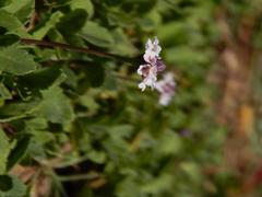 Phyla nodiflora nodiflora