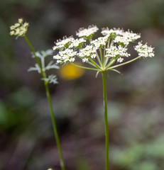 Kitagawia baicalensis