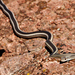 Striped Whipsnake - Photo (c) J. Maughn, some rights reserved (CC BY-NC), uploaded by J. Maughn