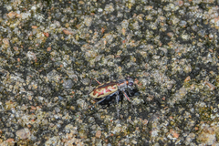 Ellipsoptera cuprascens