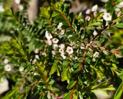 Thryptomene calycina