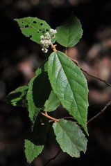 Seringia arborescens