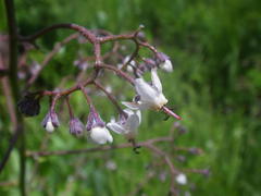 Afrotysonia glochidiata