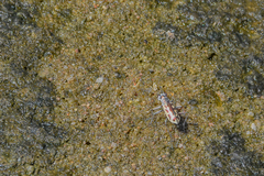 Ellipsoptera cuprascens