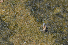 Ellipsoptera cuprascens