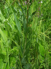 Afrotysonia glochidiata