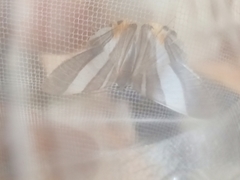 Opisthoxia miletia