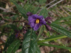 Solanum silvestre