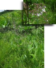 Afrotysonia glochidiata